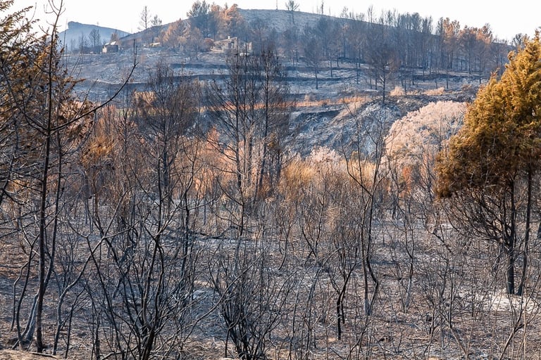 Incendie de l'Aude août 2025. Végétation et collines calcinées.