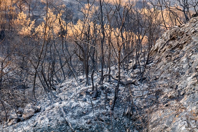 Incendie de l'Aude août 2025. Reste de végétation calcinée. Tapis de cendres.