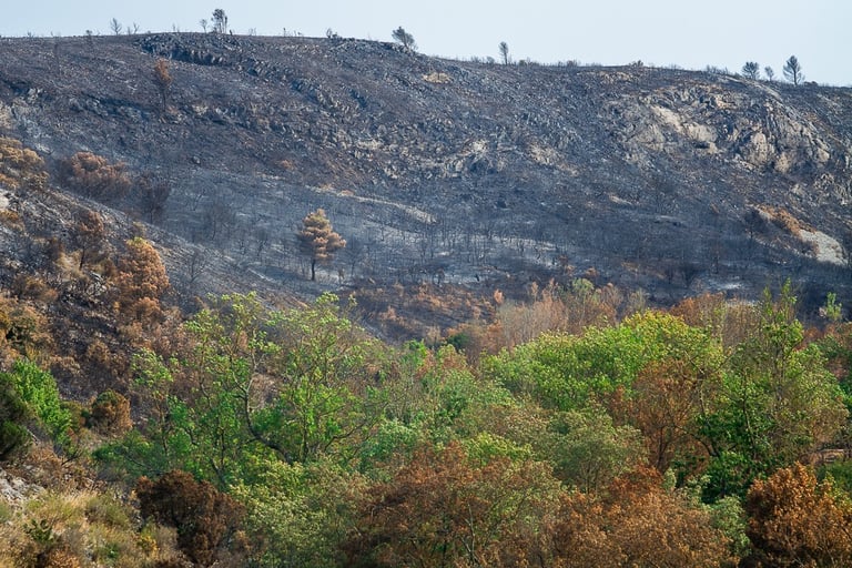 Incendie de l'Aude août 2025. Végétation calcinée. Lisière de l'incendie. Un arbre seul.