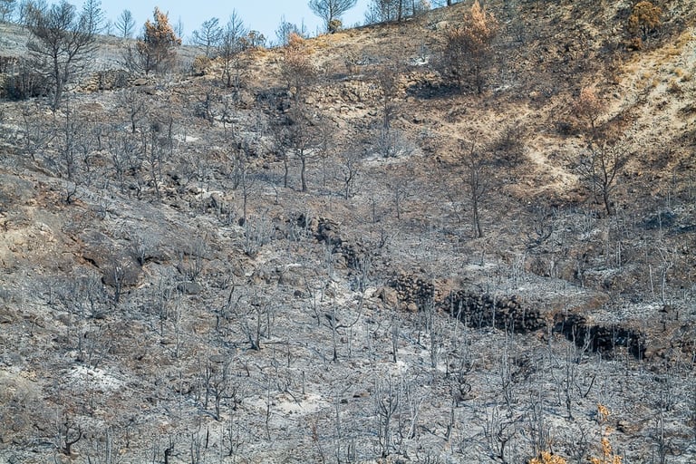 Incendie de l'Aude août 2025. Reste de végétation calcinée. Tapis de cendres.