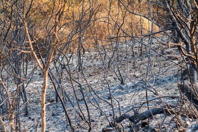 Incendie de l'Aude août 2025. Reste de végétation calcinée. Tapis de cendres.