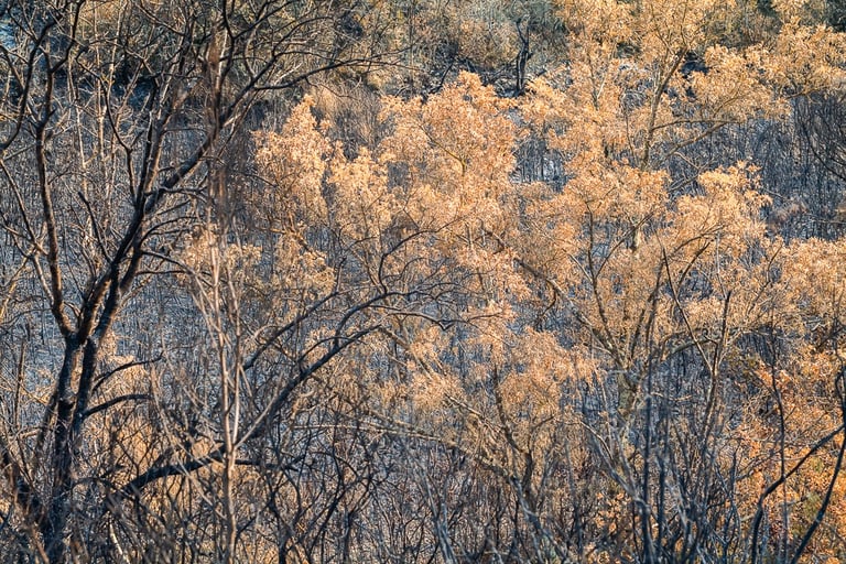 Incendie de l'Aude août 2025. Reste de végétation calcinée..