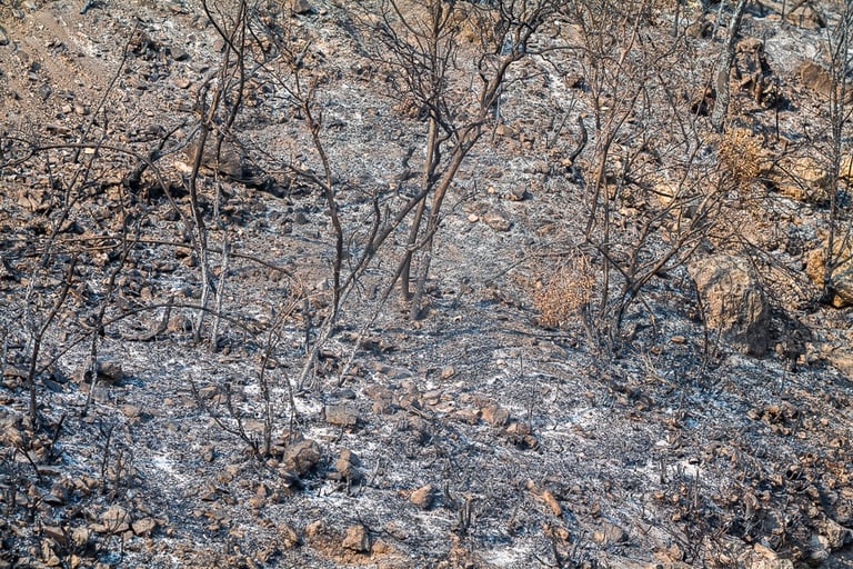 Incendie de l'Aude août 2025. Végétation calcinée.