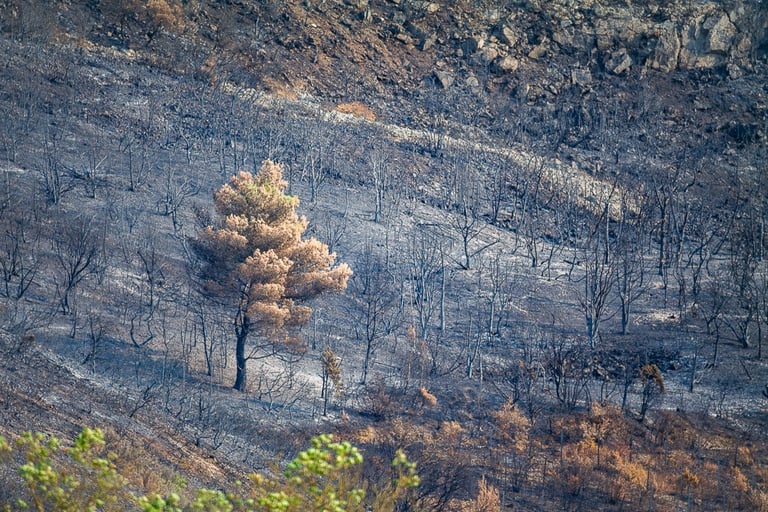Incendie dans l'Aude la nature détruite