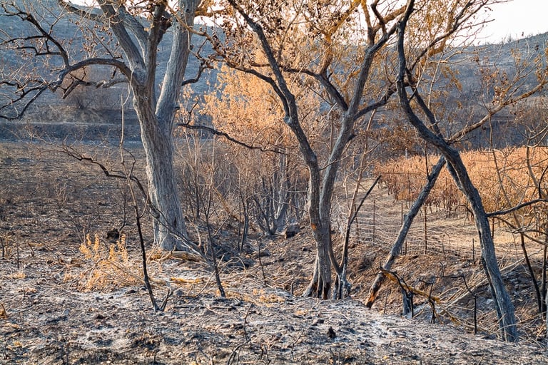 Incendie de l'Aude août 2025. Arbres calcinés.