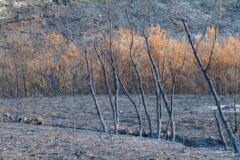 Incendie dans l'Aude la nature détruite