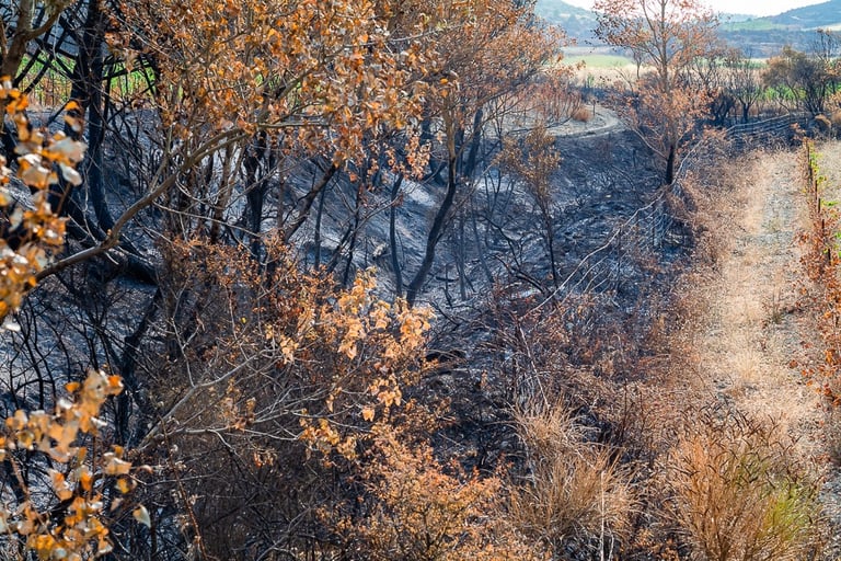 Incendie dans l'Aude la nature détruite