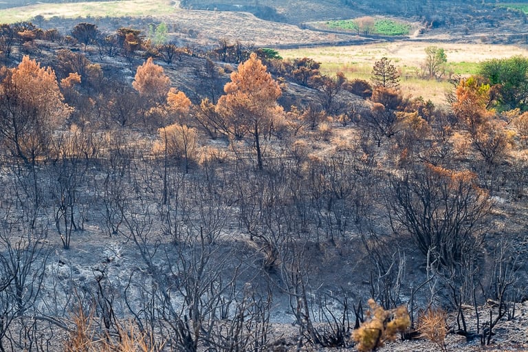 Incendie de l'Aude août 2025. Végétation et collines calcinée.
