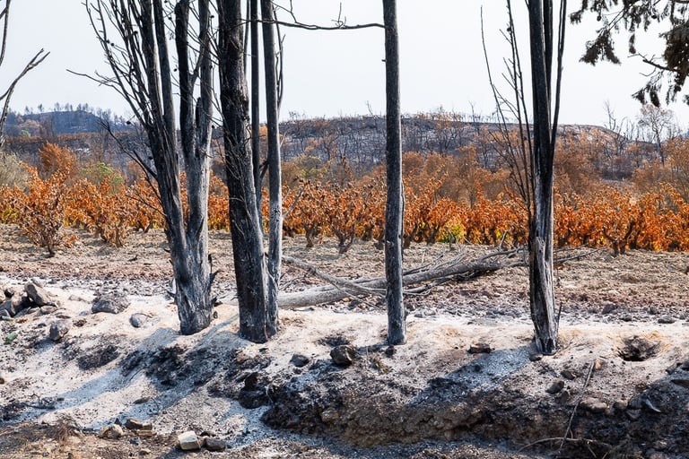 Incendie dans l'Aude la nature détruite