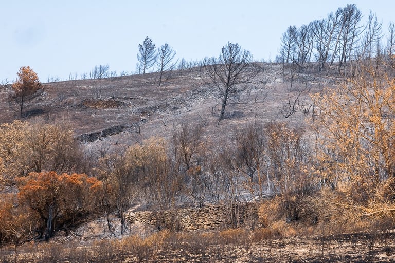 Incendie de l'Aude août 2025. Végétation et collines calcinée.