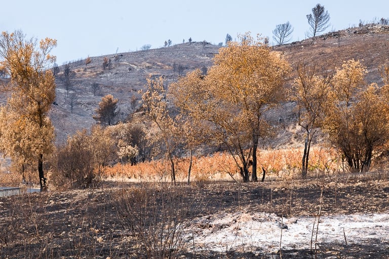 Incendie de l'Aude août 2025. Vigne et collines brûlées.