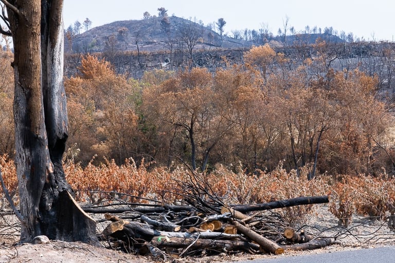 Incendie de l'Aude août 2025. Vignes et collines brûlées.