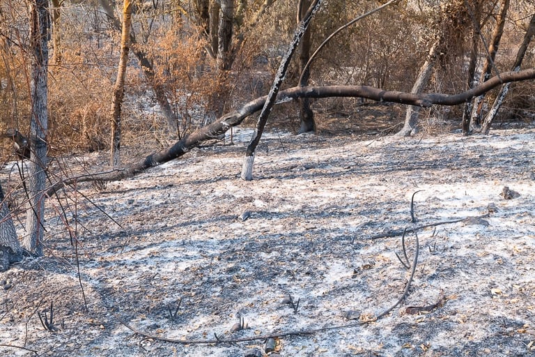 Incendie de l'Aude août 2025. Tapis de cendres.