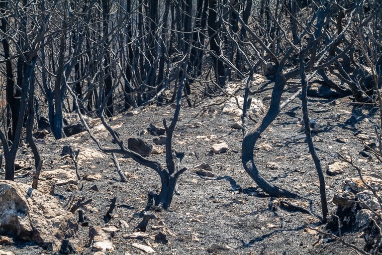 Incendie dans l'Aude la nature détruite