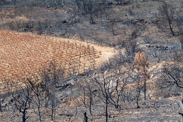 Incendie dans l'Aude la nature détruite