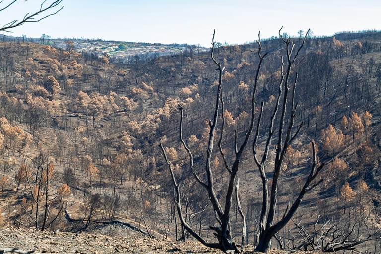 Incendie dans l'Aude la nature détruite