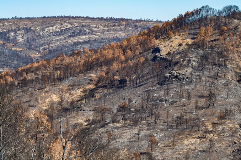 Incendie dans l'Aude la nature détruite