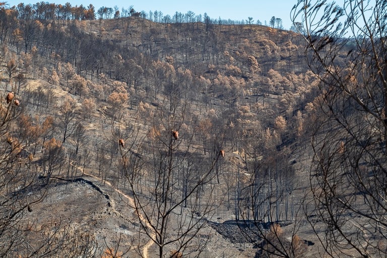 Incendie dans l'Aude la nature détruite