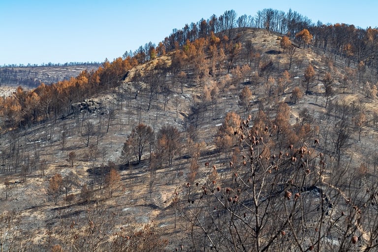 Incendie dans l'Aude la nature détruite