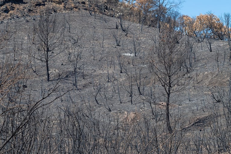 Incendie dans l'Aude la nature détruite