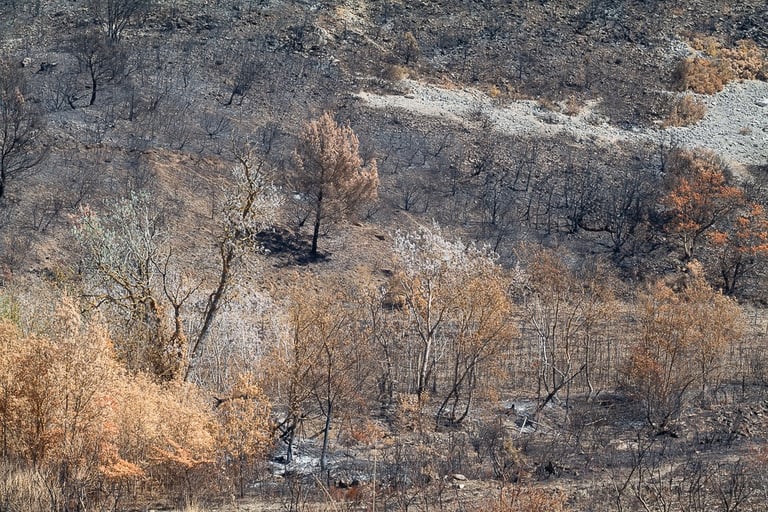 Incendie dans l'Aude la nature détruite