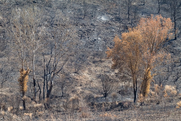 Incendie dans l'Aude la nature détruite