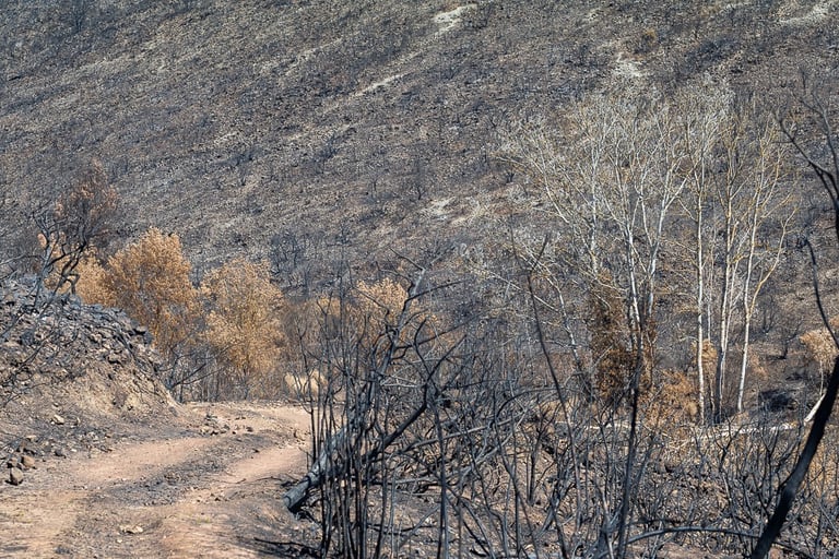 Incendie dans l'Aude la nature détruite