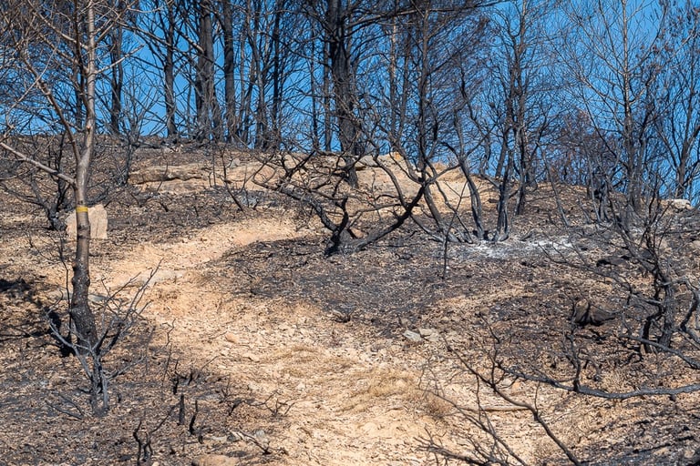Incendie dans l'Aude la nature détruite
