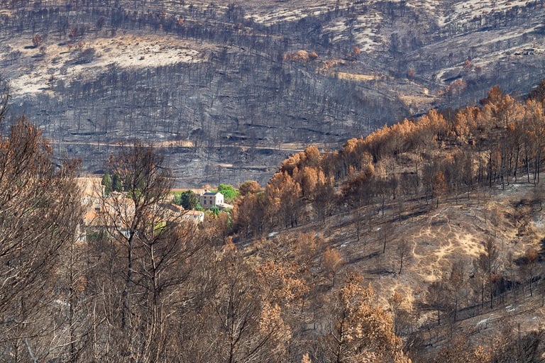 Incendie dans l'Aude la nature détruite