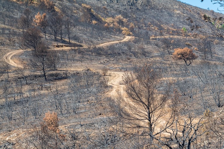 Incendie dans l'Aude la nature détruite