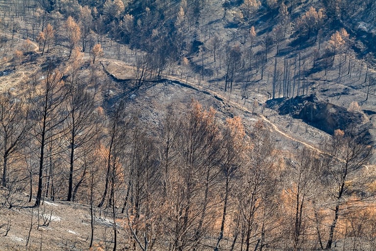 Incendie dans l'Aude la nature détruite