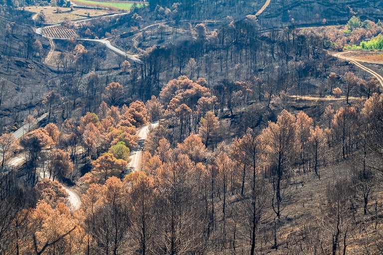 Incendie dans l'Aude la nature détruite