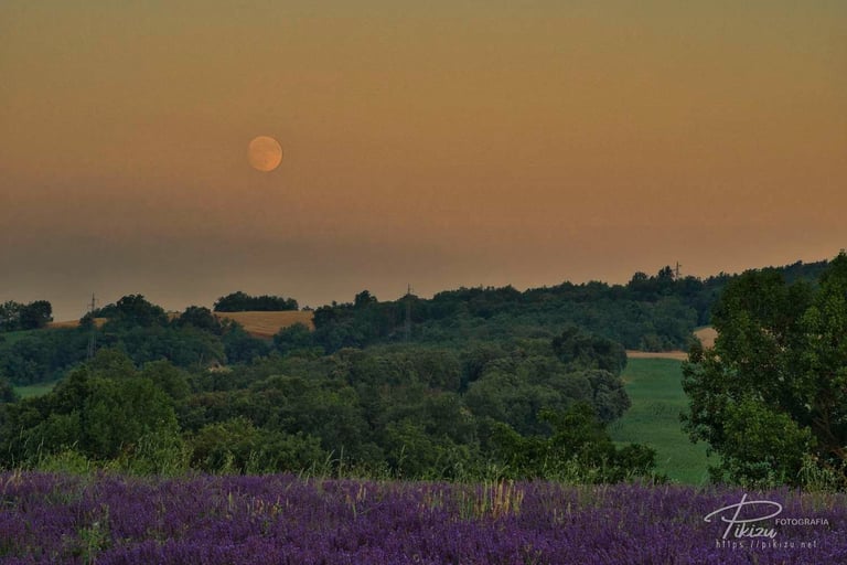 Luna llena sobre campo de lavanda