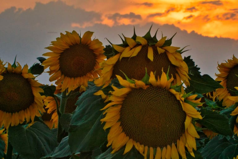 Girasoles al atardecer
