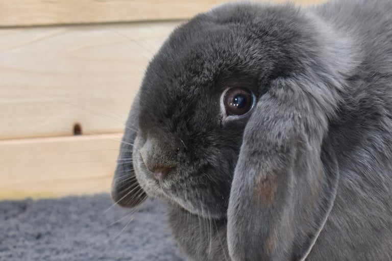 Hot Cross Buns' Boggle - Homestead Intern