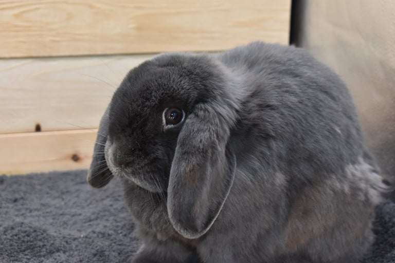 Hot Cross Buns' Boggle - solid blue spayed doe with spunk!