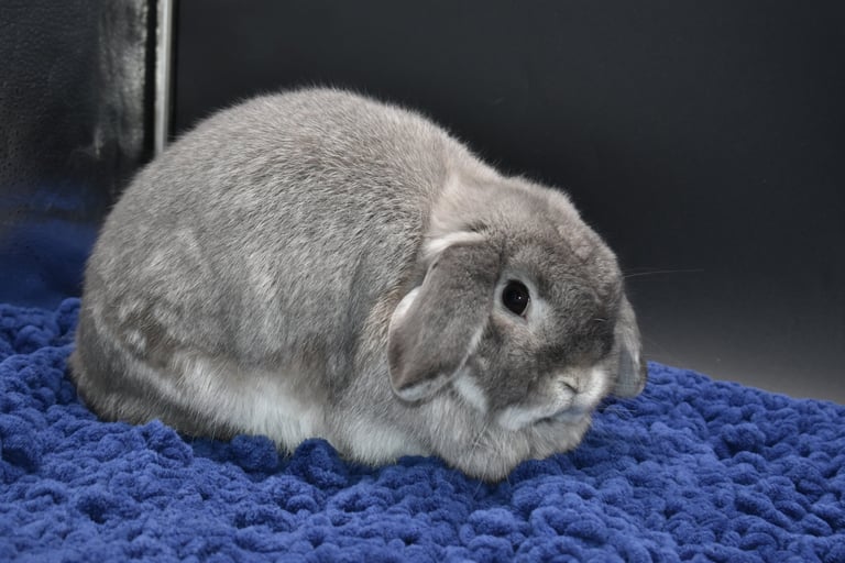 Hot Cross Buns' Chummy - special squirrel doe 