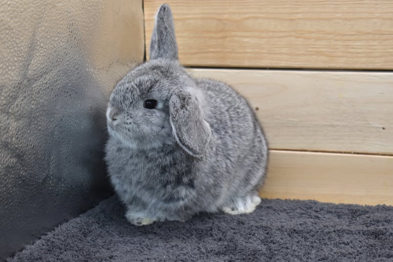 Hot Cross Buns' Beanie - baby chinchilla Holland Lop doe - pet only