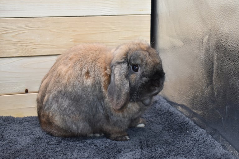 Hot Cross Buns Holland Lops - Sullivan - Neutered black tort buck