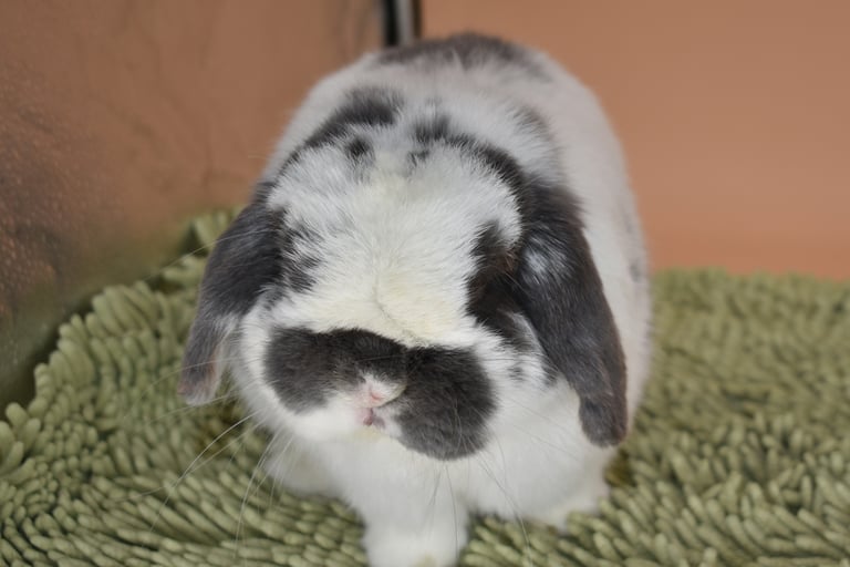 Hot Cross Buns' Finnegan - Chief Snuggle Officer