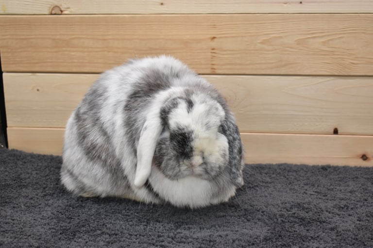 Hot Cross Buns' Francesca (Frankie) - broken magpie spayed doe