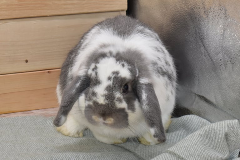 Hot Cross Buns' Kipling (Kip) - broken opal junior buck