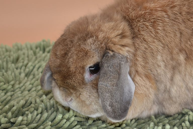 Hook's Goldilocks - solid orange spayed doe