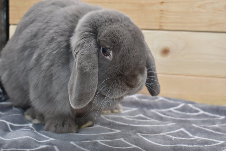 Calm gray Holland Lop rabbit sitting on a soft gray blanket, looking slightly toward the camera with