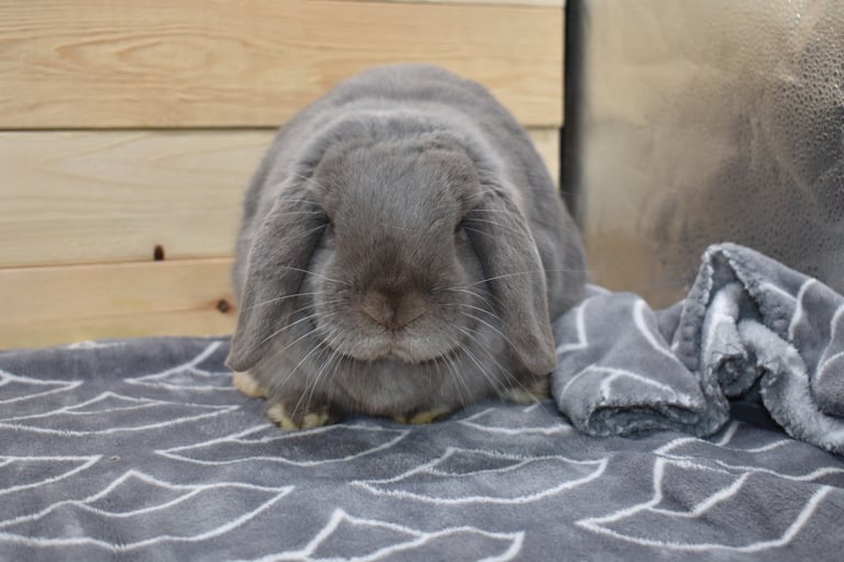 Gumption - lilac neutered Holland Lop Buck
