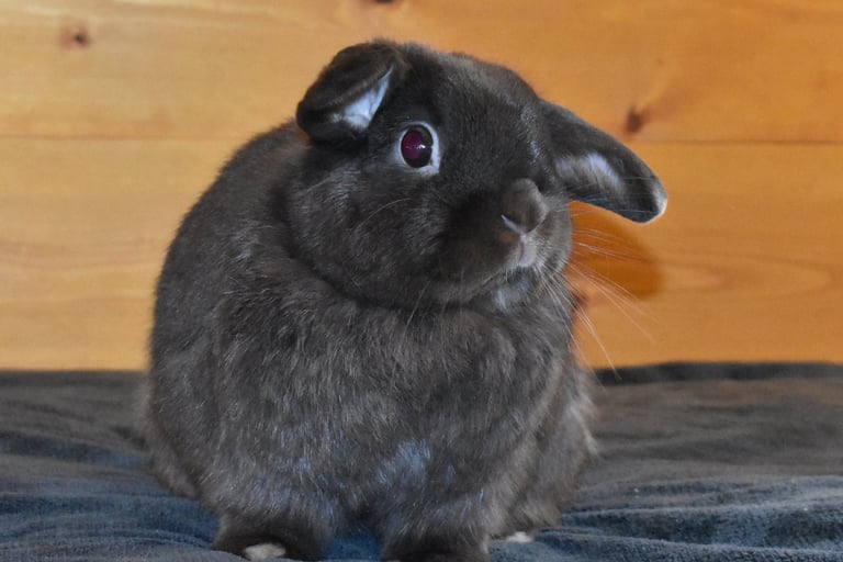 Henrietta - spayed chocolate  Holland Lop doe 