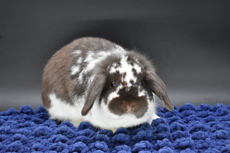 Hot Cross Buns' Loofah  - broken chocolate neutered buck