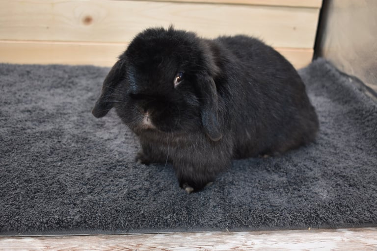 Mississippi Mud Pie - solid black spayed doe