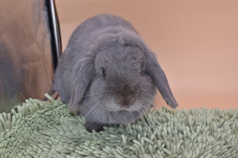 Hot Cross Buns' Noelle - solid lilac doe