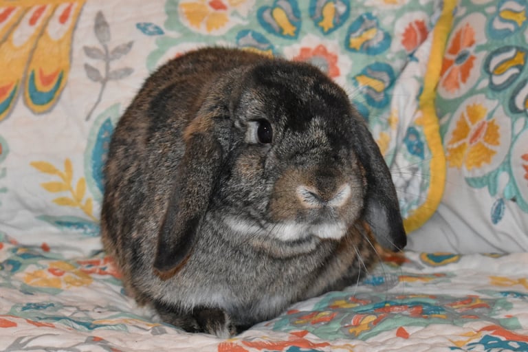 Hot Cross Buns' Oona - chestnut Holland Lop doe living the pampered pet life